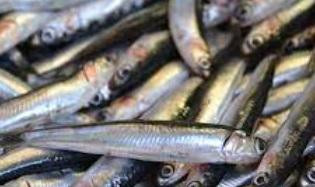 Эксперты назвали дешевую рыбу, которая полезнее форели и семги