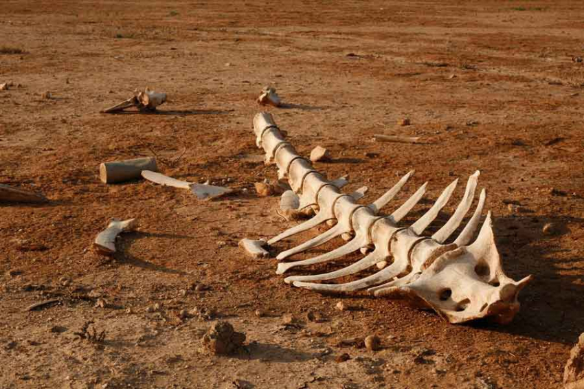 Шестое массовое вымирание не ожидается в ближайшие 500 лет