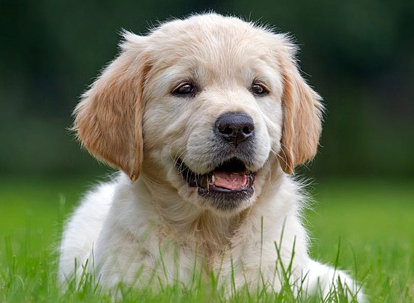 В Ростове компания мужчин подверглась нападению стаи бродячих псов