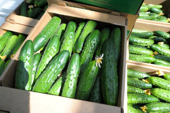 Хрустящие, сочные и свежие огурцы «РОСТа»: чем обусловлено качество?