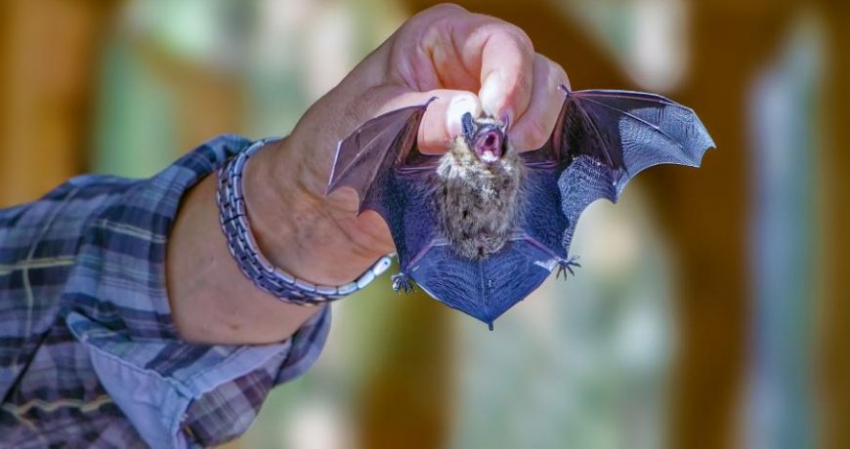 Новая угроза: у российских летучих мышей обнаружили опасный вирус