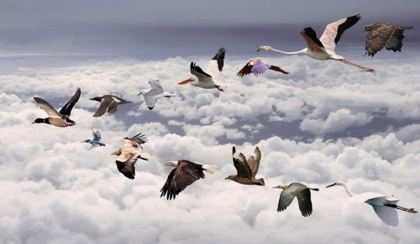 Всемирный день мигрирующих птиц и День кадрового работника отмечают 12 октября 2022 года