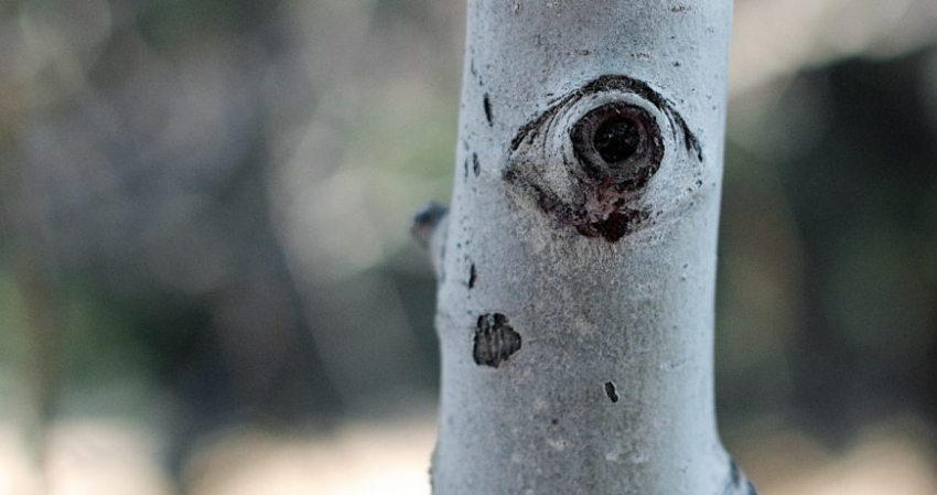 Старинные приметы в народный праздник 16 октября 2022 года, правила и строгие запреты дня