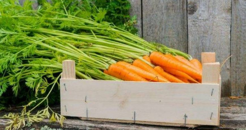 Морковь гниет, сохнет и долго не хранится: как исправить ситуацию