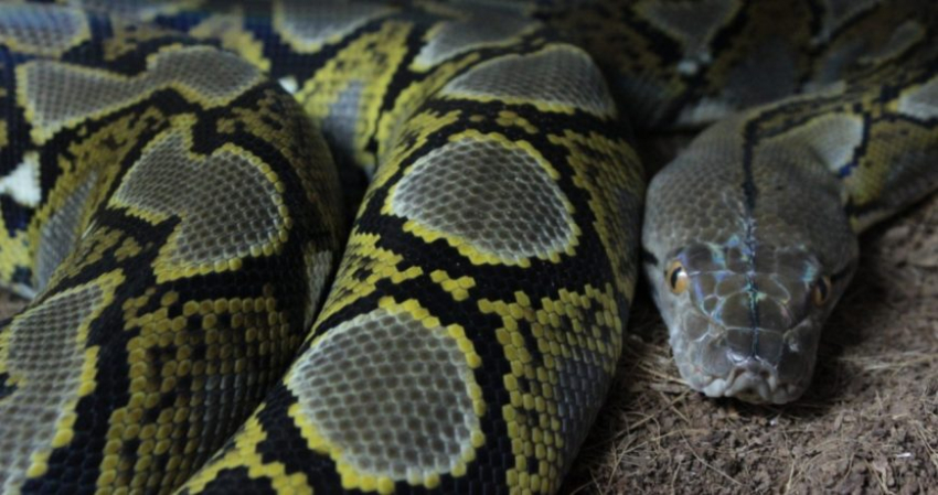 Семиметровый питон целиком проглотил женщину в Индонезии