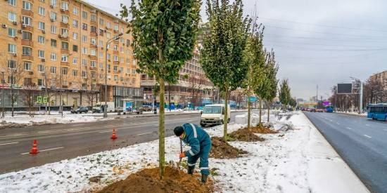 На Ленинском проспекте высаживают деревья