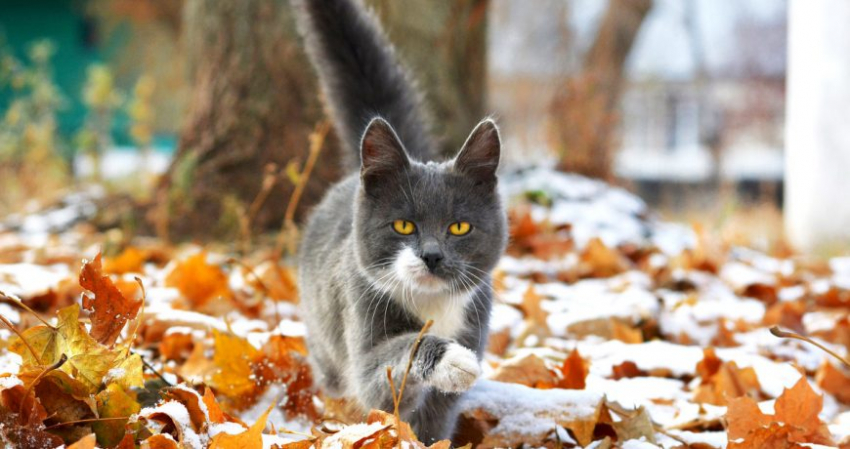 Приметы на Дмитриев день подскажут, что нельзя делать 8 ноября 2022 года