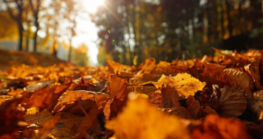 В России 12 ноября отмечают экологический праздник Синичкин день