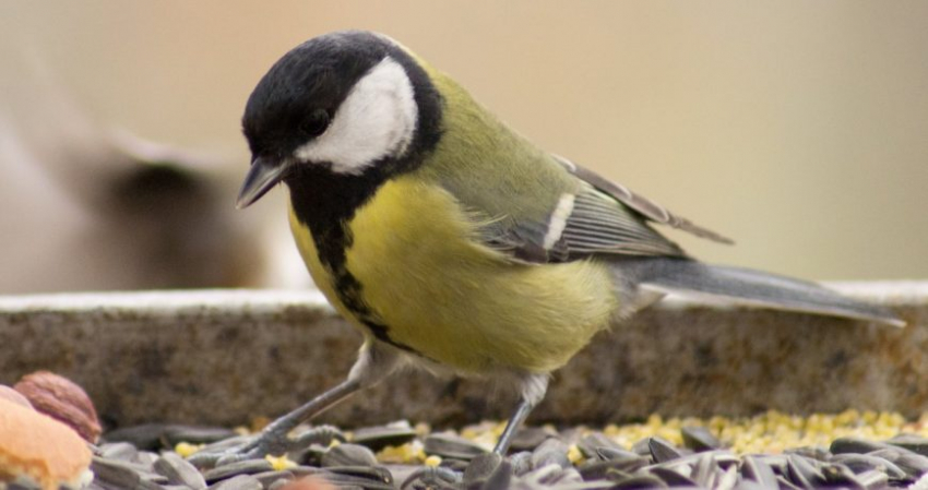 Старинные приметы в народный праздник 12 ноября 2022 года, строгие запреты дня