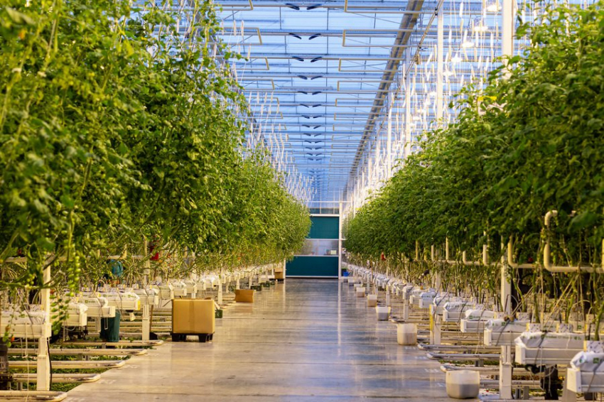 Тепличный комплекс «Журиничи» развивает экономику Брянской области