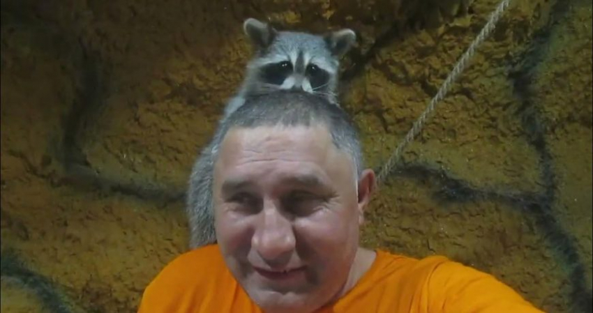 Telegram-канал енота из зоопарка Херсона становится всё популярнее