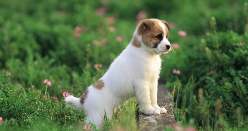 В Госдуму на рассмотрение внесли законопроект об обязательной стерилизации животных