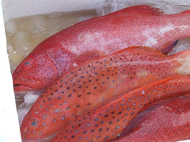 Диетолог Лазуренко назвала неочевидное полезное свойство красной рыбы