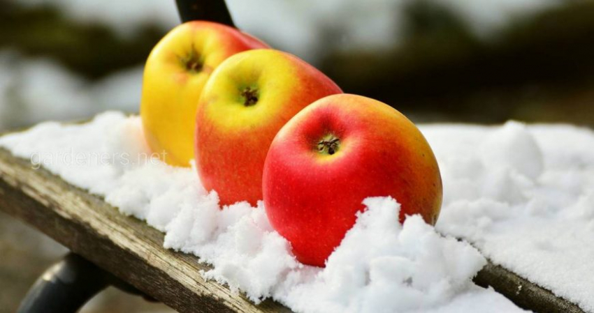 Работы в декабре: что нужно сделать садоводам