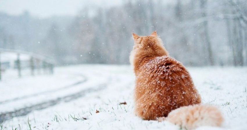 Какие необычные праздники сегодня, 12 декабря 2022 года, отмечают в мире