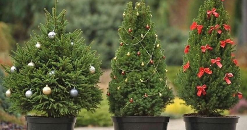 Как сохранить елку в горшке до весны, и куда ее потом деть