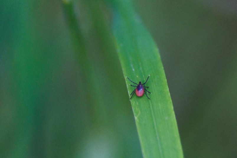 Врачи напомнили приморцам о мерах защиты от клещей