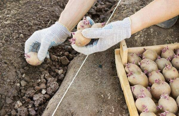 Минеральные удобрения для картофеля при посадке в лунку весной необходимы для хорошего урожая