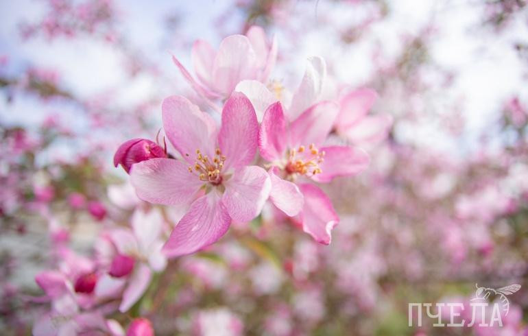 В Челябинской области на фоне 25-градусной жары пройдут грозы