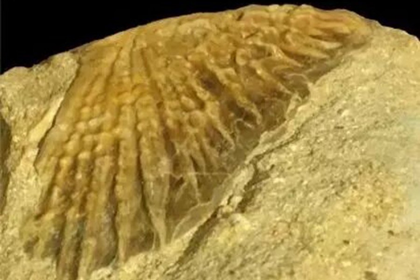 В Африке нашли первую окаменелость осетра