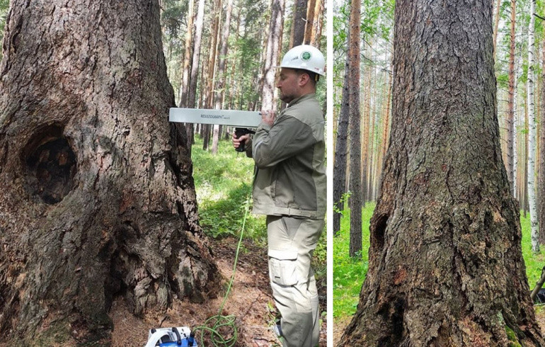 Главным деревом России может стать 357-летняя лиственница из Челябинской области