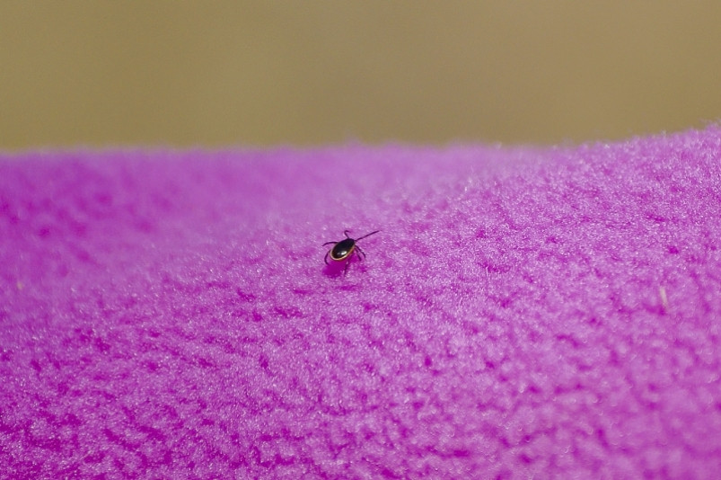 Уже 635 человек в Приморье пострадали от укусов клещей в Приморье