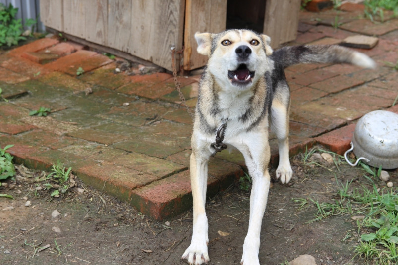 Стая агрессивных дворовых собак напала на маленького мальчика в Приморье