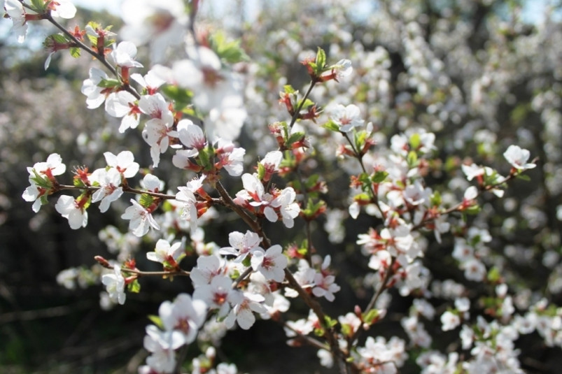 Синоптики рассказали о погоде на следующей короткой рабочей неделе в Приморье