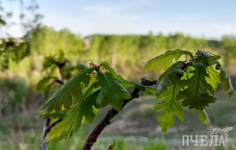 В Челябинской области после 27-градусной жары резко похолодает до дневных +10