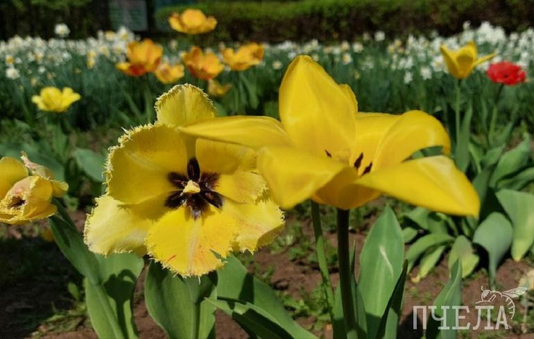 В Челябинскую область пришли потепление до +21 градуса и грозы