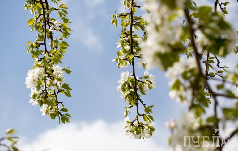 После похолодания до дневных +19 градусов Челябинскую область накроют дожди и грозы