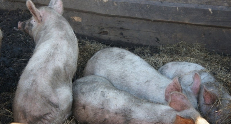 Распространение вируса АЧС на свиноводческом комплексе в Приморье удалось предотвратить