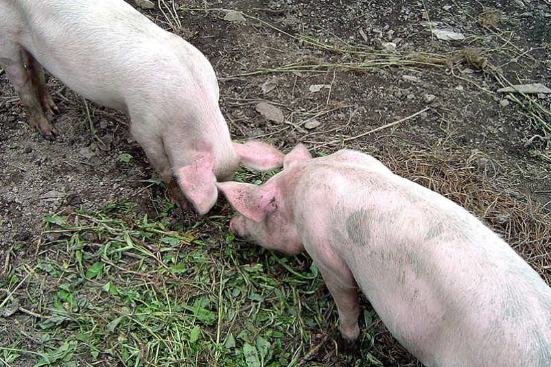 Ликвидация свиней, зараженных АЧС, завершится в Приморье за неделю