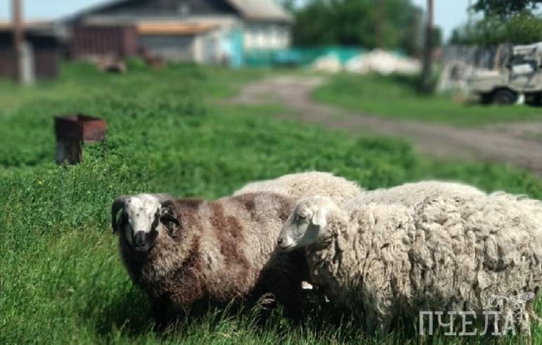 В Челябинской области между семейными фермерами разделили гранты 109 миллионов рублей