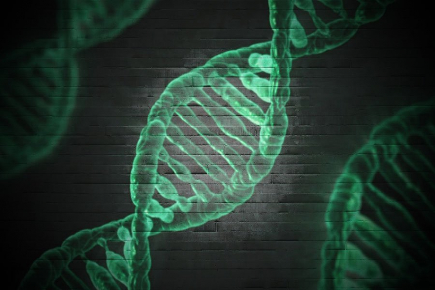 Aging Cell: в круглых червях обнаружили гены молодости