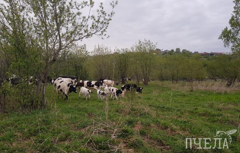 Фермерам Челябинской области перечислят 43 миллиона рублей грантов на стартапы