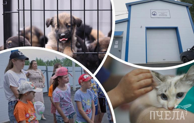 Юным челябинцам показали, как живут бездомные животные в самом большом приюте Челябинской области