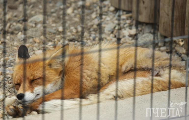 За пять месяцев от бешенства в Челябинской области погибли 14 животных