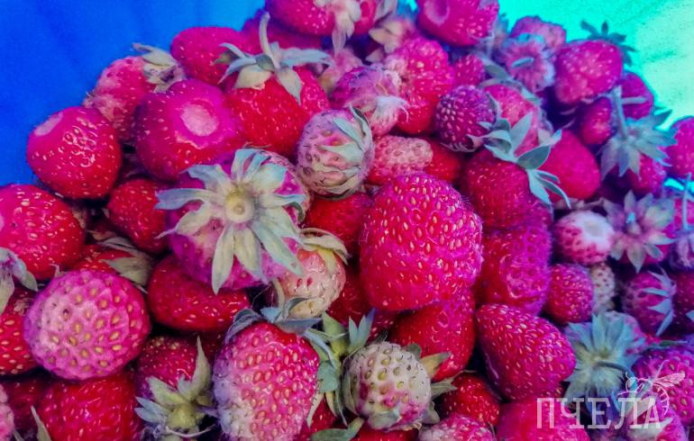 Как выбрать в магазине спелую сладкую клубнику, научили в Роскачестве