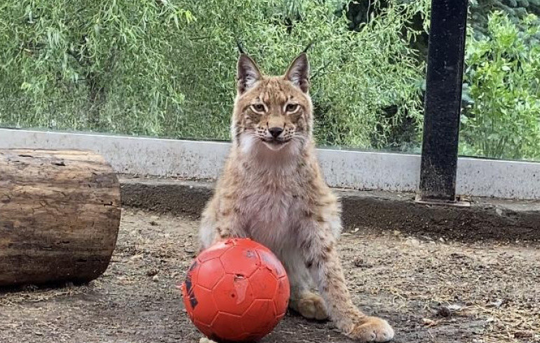 Годовалая рысь Аврора уехала из челябинского зоопарка на новое место жительства