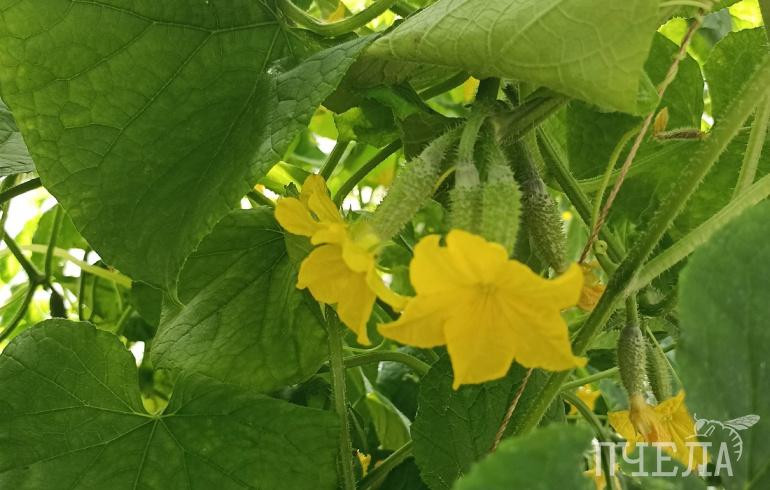 В Челябинской области температура будет скакать с ночных +2 до дневных +26 градусов