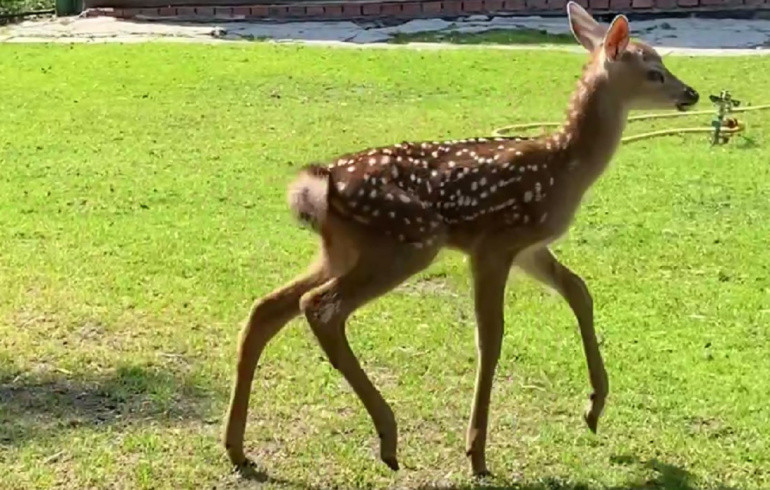 Челябинский зоопарк показал новорождённых «бемби» Глашу и Соню