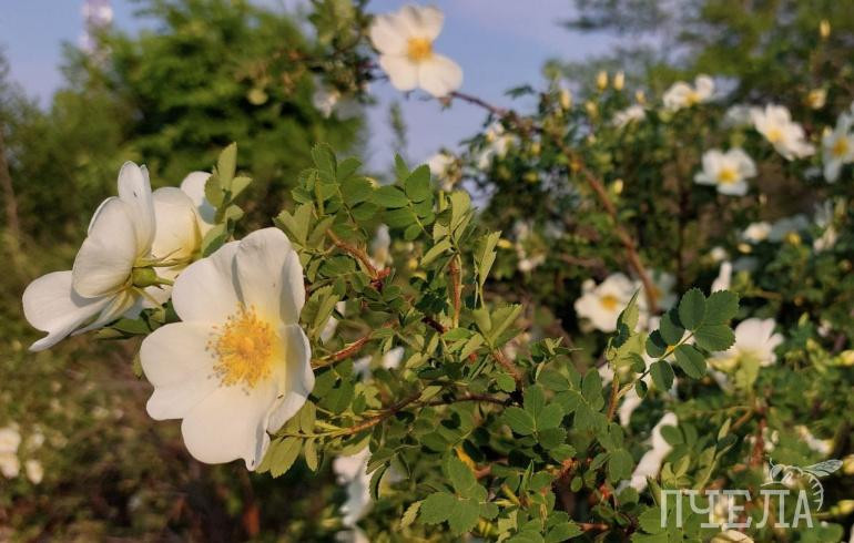 На Челябинскую область надвигаются грозы и заморозки до -3 градусов