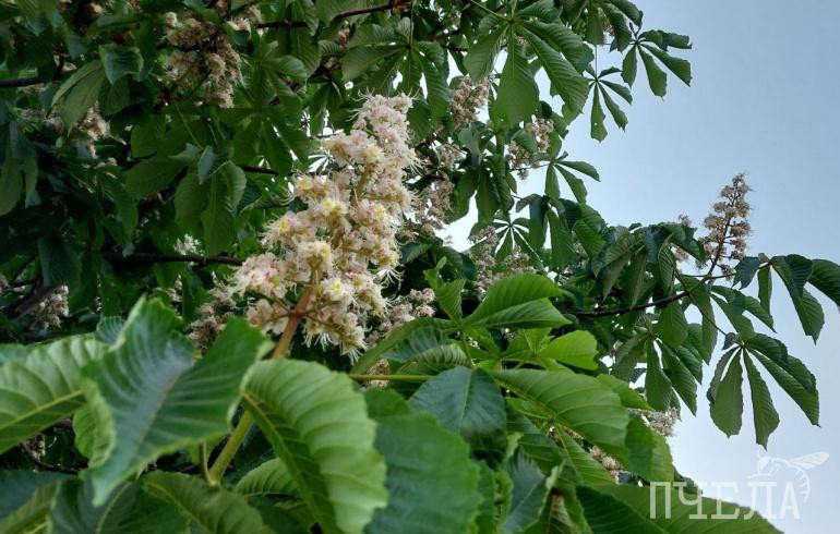 В Челябинской области после заморозков до -2 пройдут кратковременные дожди и грозы