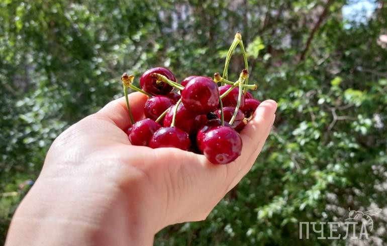 Кому запрещена черешня, рассказали в Роскачестве