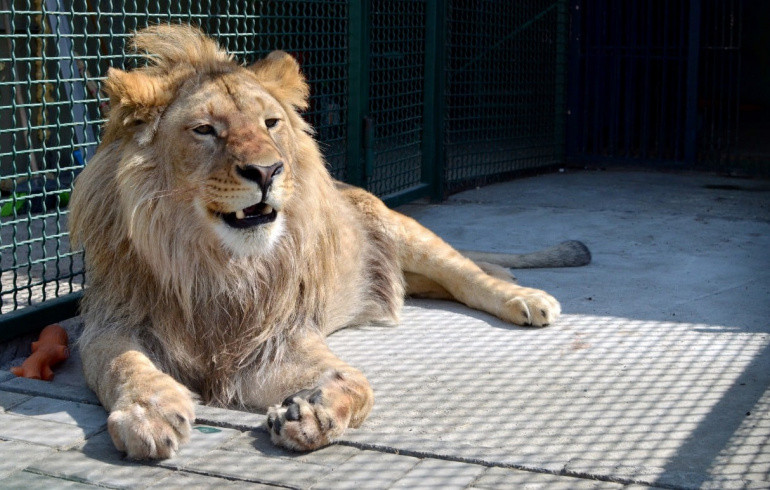 В Танзании поздравили с днём рождения льва Симбу, спасённого челябинским зоозащитником