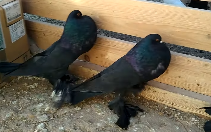 Ветеринар Шеляков нашел объяснение замеченному в Великобритании «голубю-мутанту»