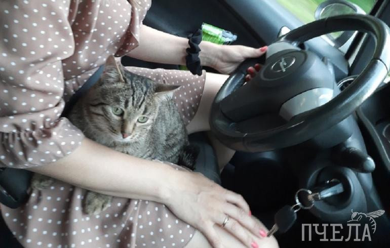 Южноуральцам дали советы, как без ущерба для котов перевезти их на дачу