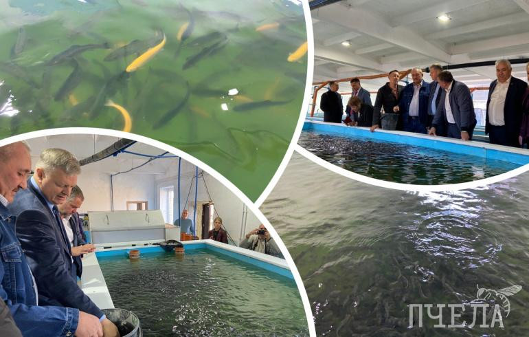 Новая форелевая ферма на Южном Урале будет производить до 100 тонн лососевых в год