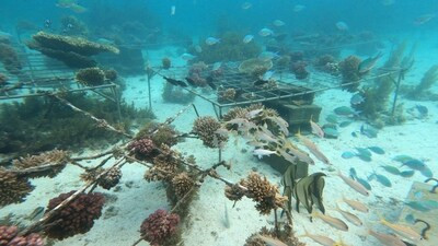 Huawei-IUCN Tech4Nature объявила о новом этапе проекта по защите коралловых рифов - Новая общественная газета